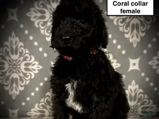 Standard Poodle dogs AKC Scarlet's Coral Collar Female - Ad 37