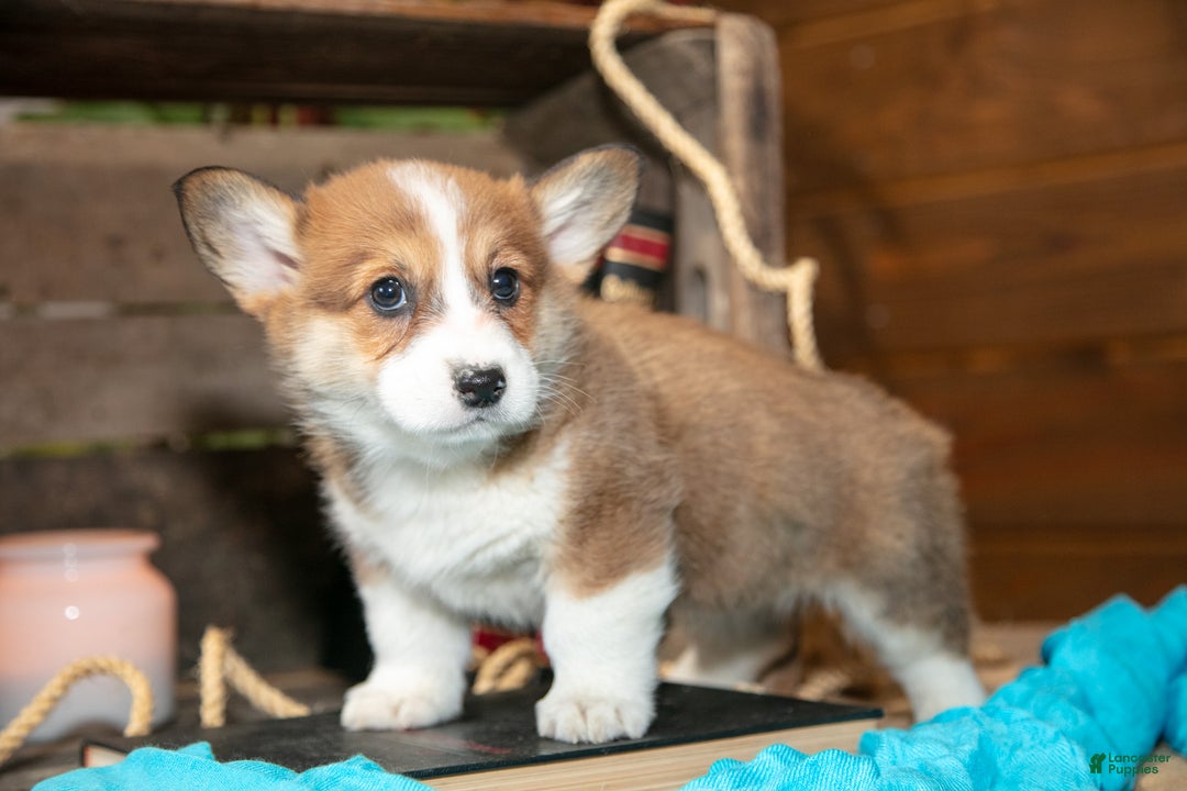 Welsh Corgi Pembroke dogs for sale: Eeyore - Ad 3