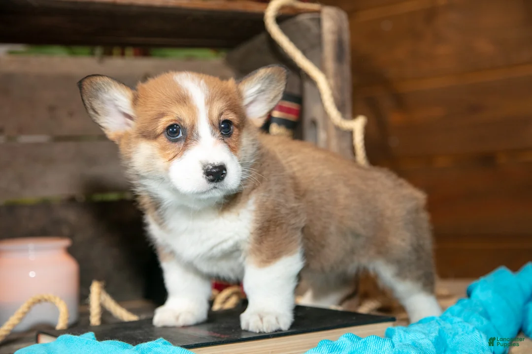 Welsh Corgi Pembroke dogs for sale: Eeyore - Ad 3