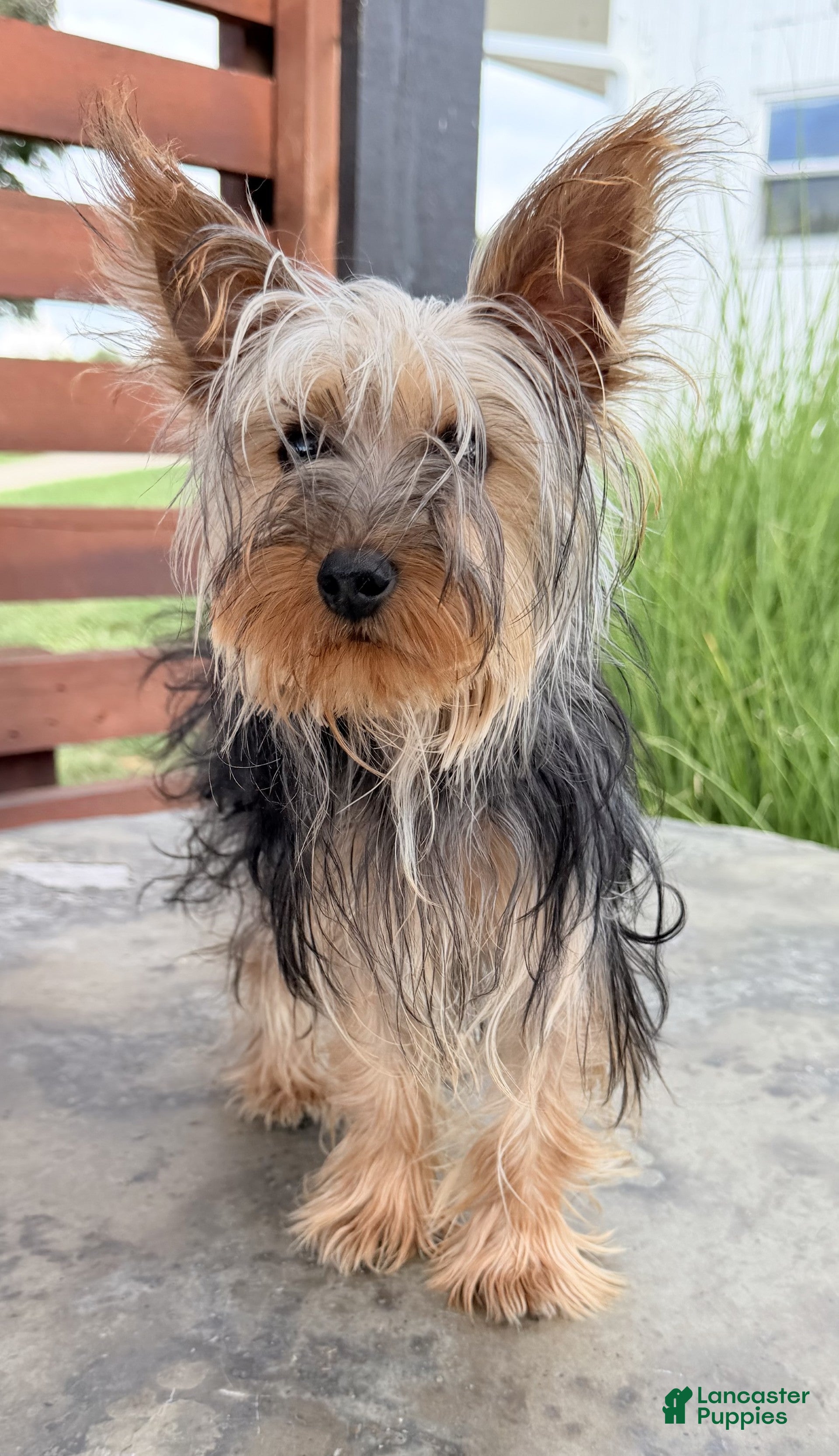 Yorkshire Terrier dogs Rio - Ad 2