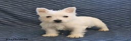 West Highland Terrier dogs for sale: Henry - Ad 4