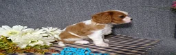 Cavalier King Charles Spaniel dogs for sale: Champ - Ad 3