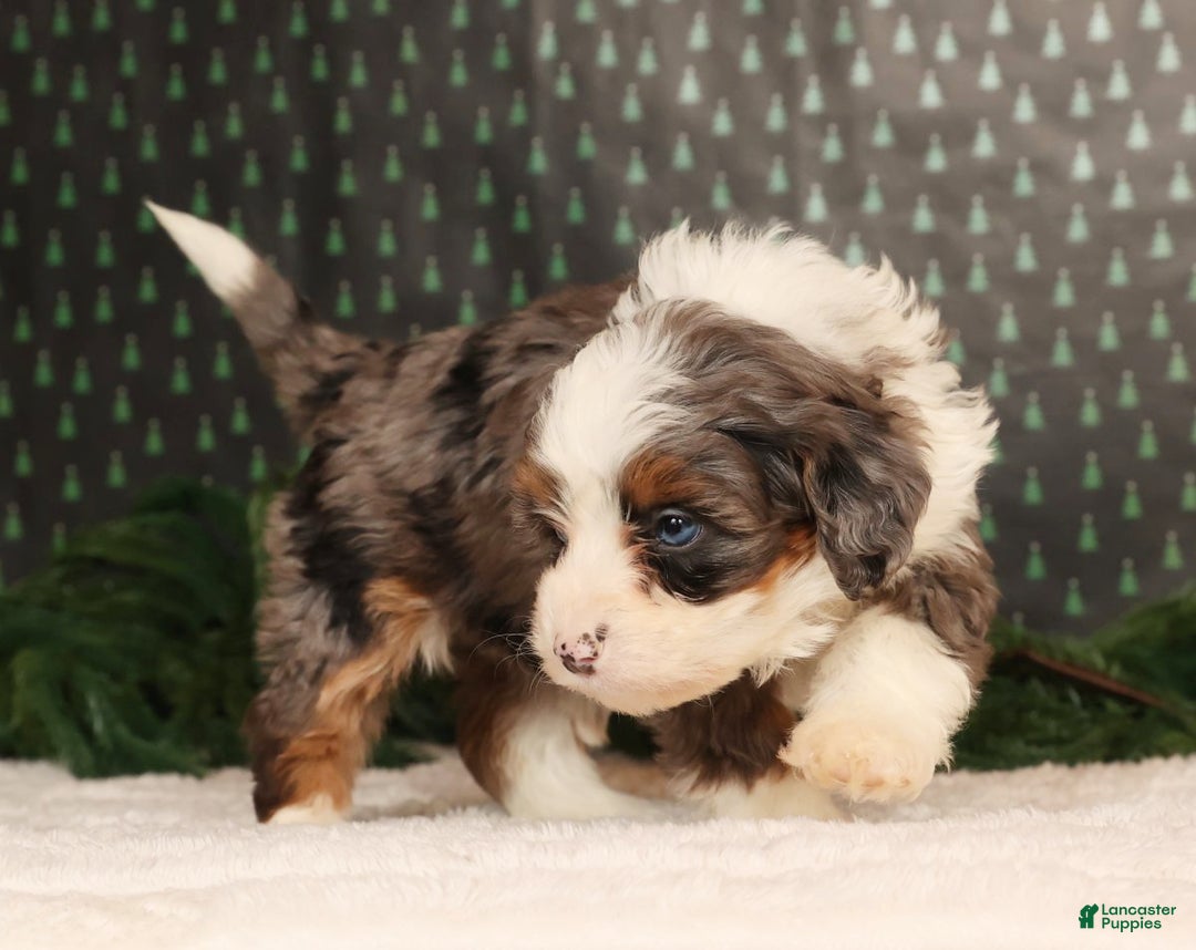Mini Bernedoodle dogs for sale: Ginger - Ad 4
