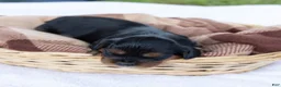 Cavalier King Charles Spaniel dogs for sale: Butch - Ad 5