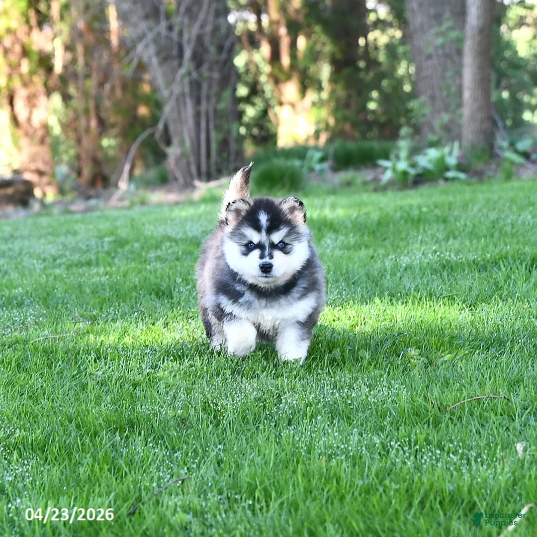 Pomsky dogs for sale: Kiska - Ad 2