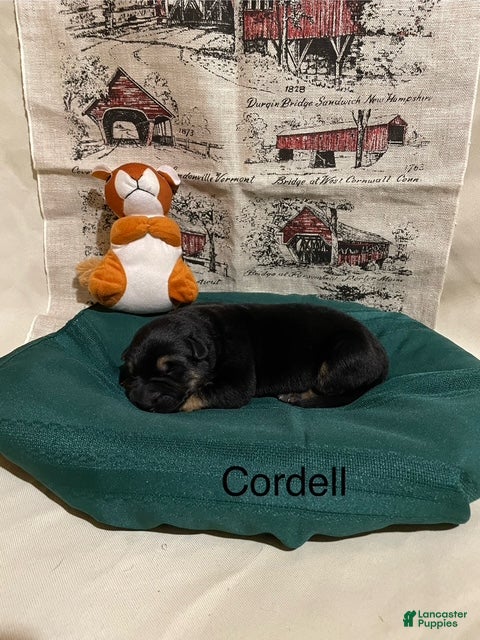 German Shepherd dogs Cordell - Ad 6