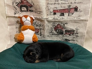 German Shepherd dogs Cordell - Ad 6