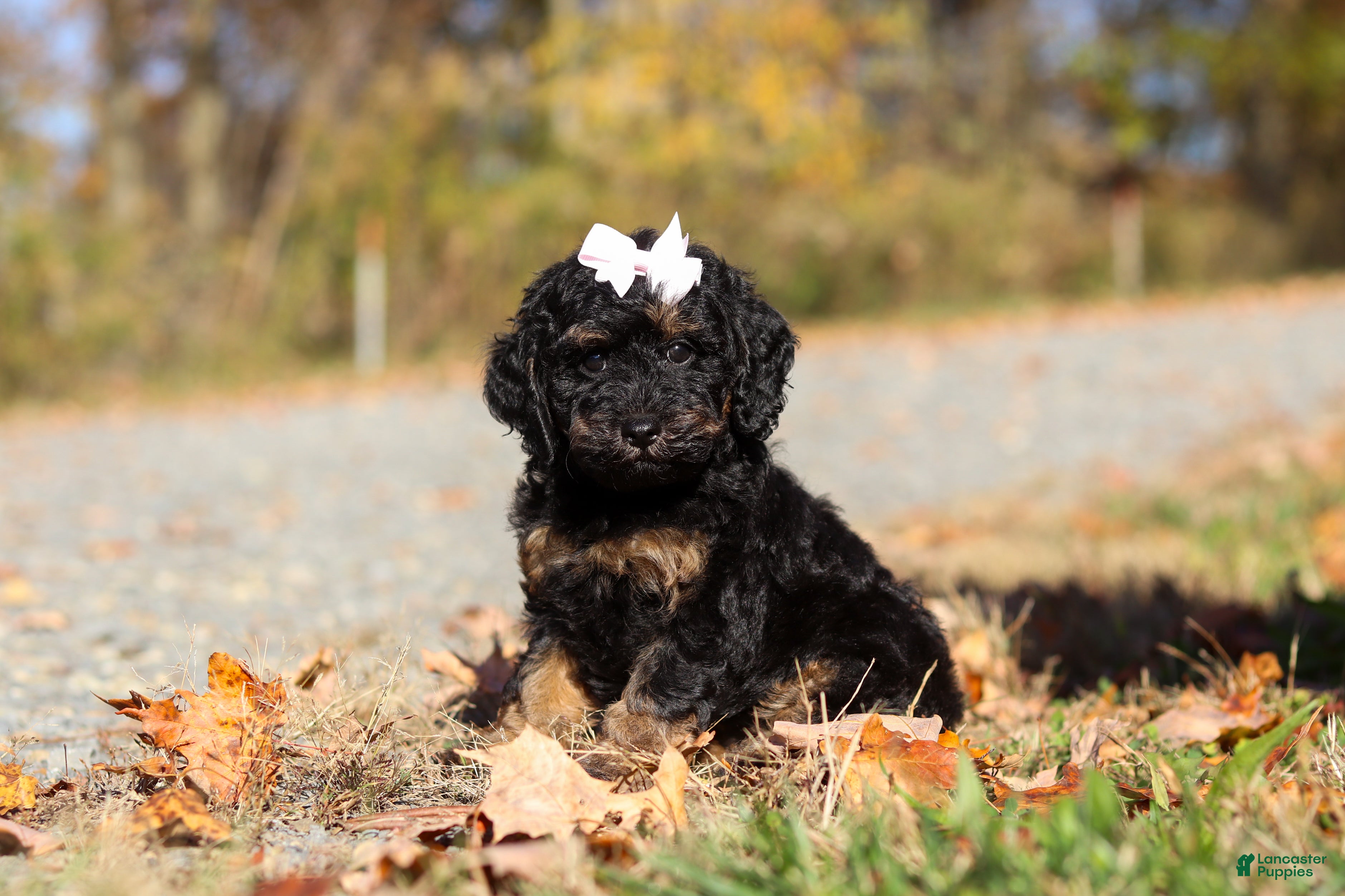 Miniature Poodle dogs for sale: Sadie (AKC) - Ad 1