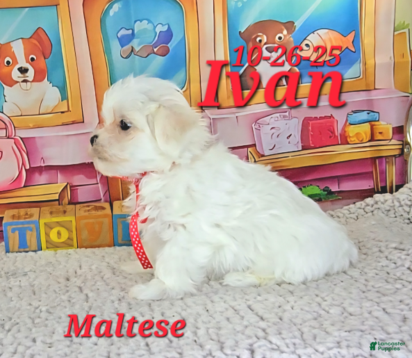 Maltese dogs Ivan - Ad 2