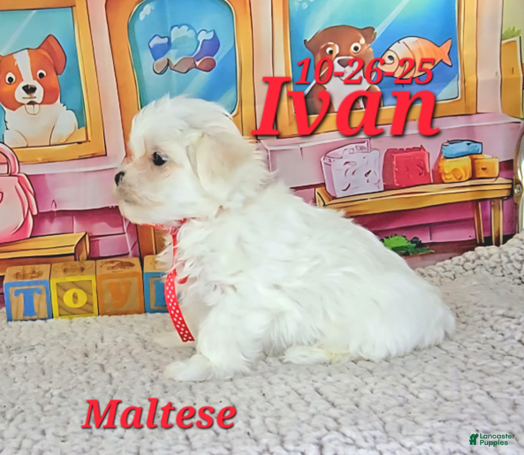 Maltese dogs for sale: Ivan - Ad 2