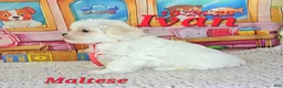 Maltese dogs for sale: Ivan - Ad 2