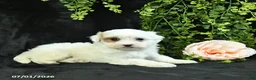 Maltipoo dogs for sale: Hadassah  - Ad 3
