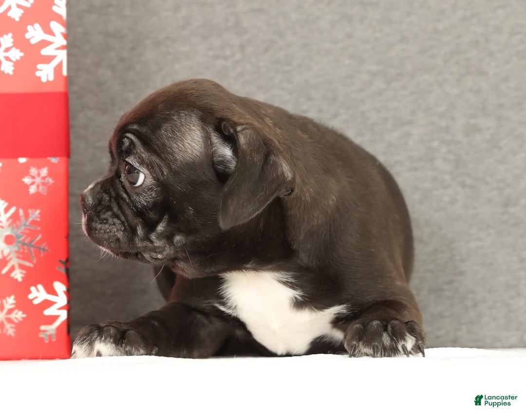 Frenchton dogs for sale: Eggnog - Ad 7