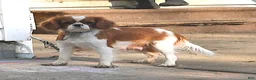 Cavalier King Charles Spaniel dogs for sale: Honey - Ad 6