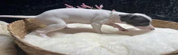 Italian Greyhound dogs for sale: Italian Greyhound 3 - Ad 3