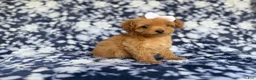 Cockapoo dogs for sale: Fergi - Ad 5
