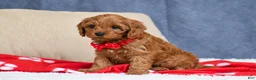 Cavapoo dogs for sale: Faith - Ad 5