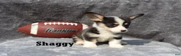 Welsh Corgi Pembroke dogs for sale: Shaggy - Ad 4