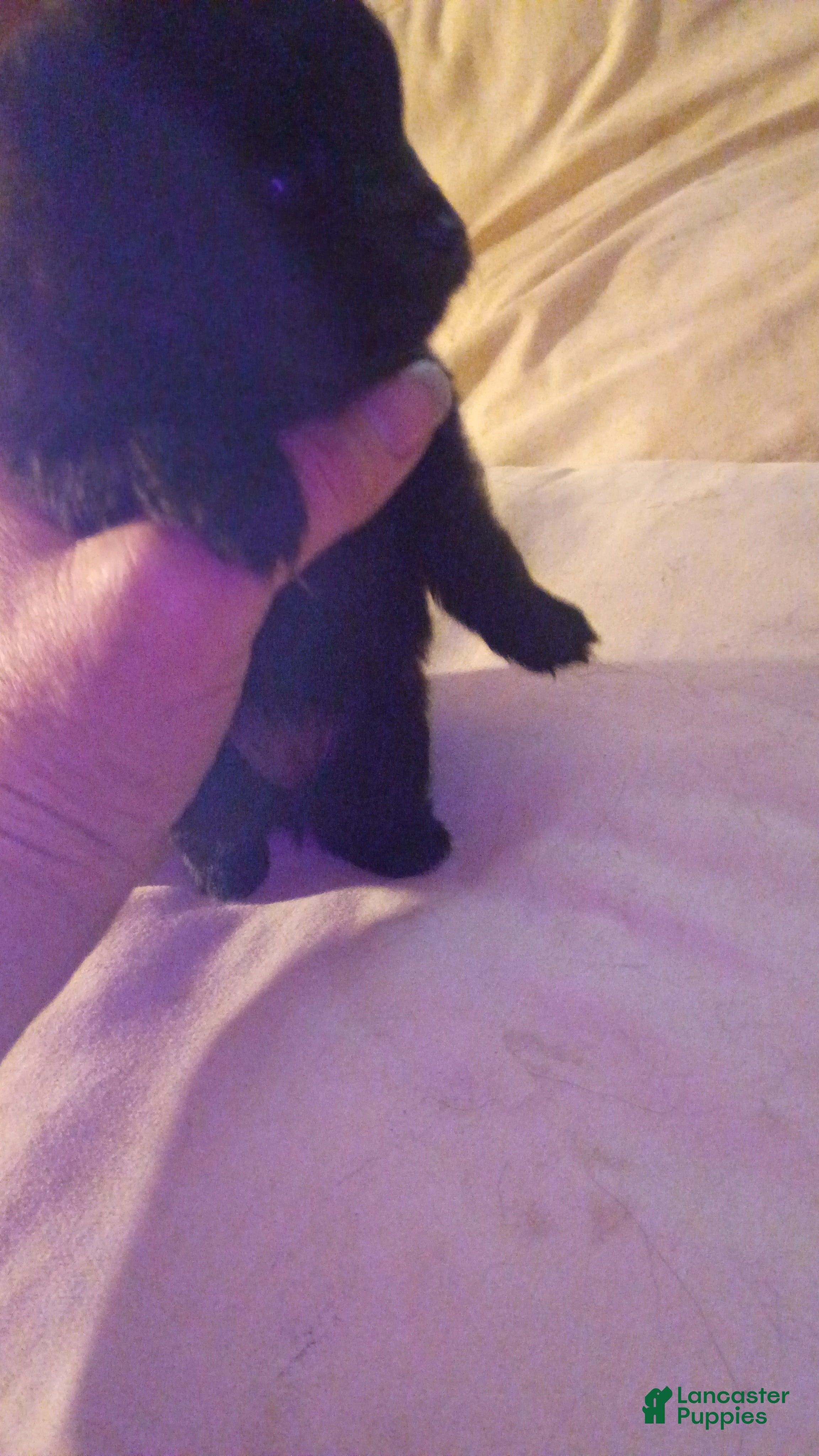 Pomeranian dogs Pomeranian Puppy 3 - Ad 3