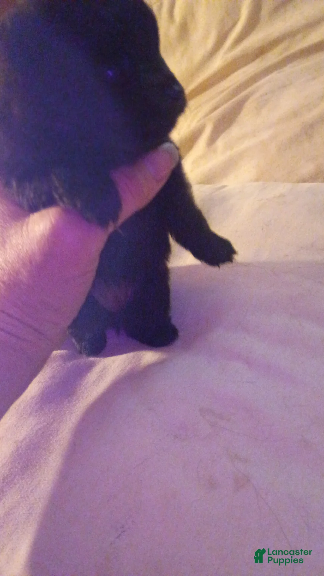 Pomeranian dogs for sale: Pomeranian Puppy 3 - Ad 1