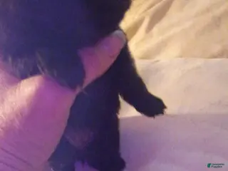 Pomeranian dogs Pomeranian Puppy 3 - Ad 3