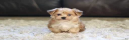 Morkie dogs for sale: Charlie - Ad 7