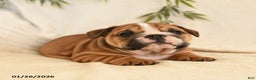 English Bulldog dogs for sale: Bella   - Ad 3
