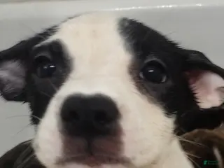 Mixed Breed dogs for sale: Spot - Ad 3