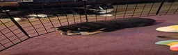 Shiba Inu dogs for sale: Shiba Inu 1 - Ad 18