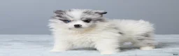 Pomeranian dogs for sale: Theo - Ad 5