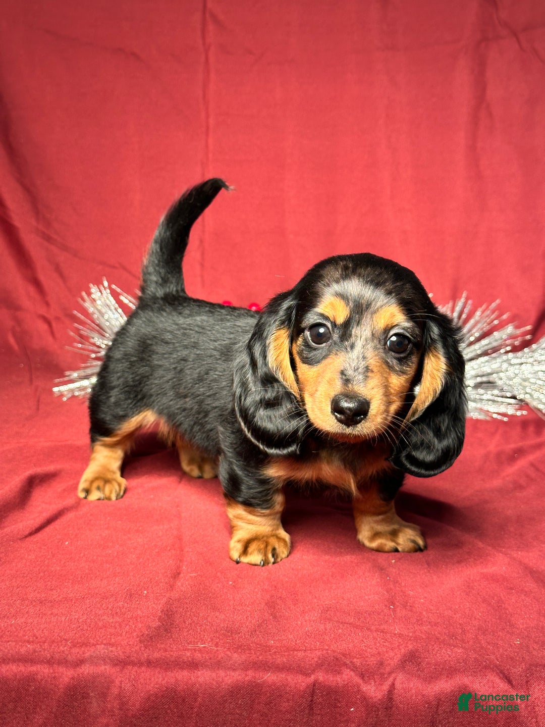 Miniature Dachshund dogs for sale: Hudson - Ad 5