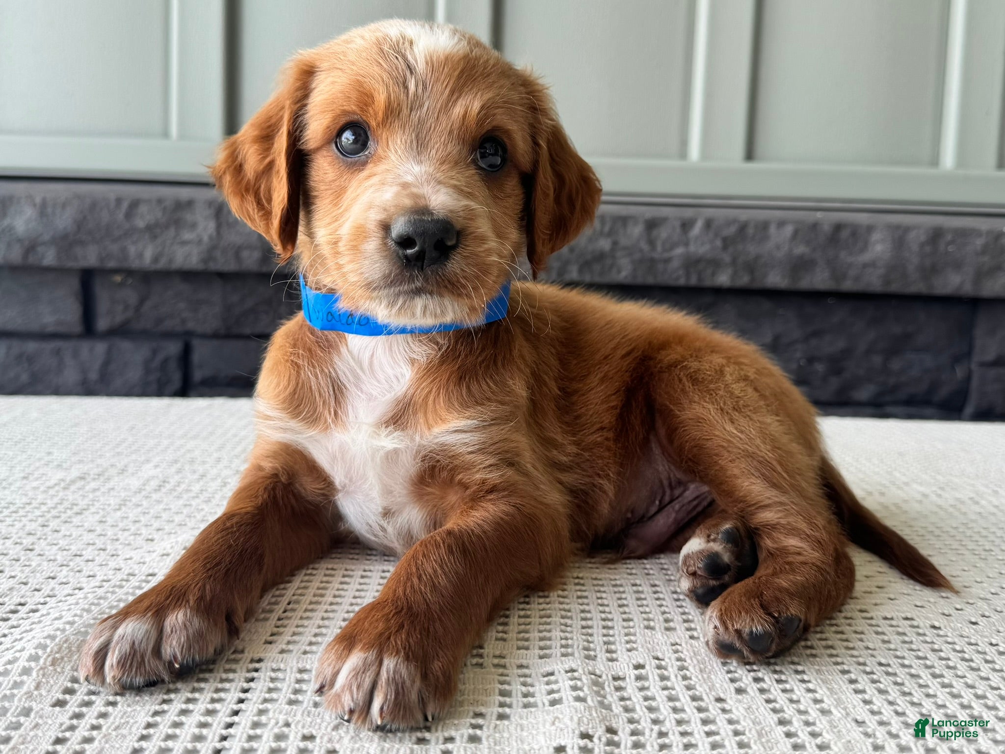 Mixed Breed dogs Waldo - Ad 1