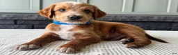Mixed Breed dogs for sale: Waldo - Ad 1