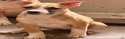 Mixed Breed dogs for sale: Cookie - Ad 2