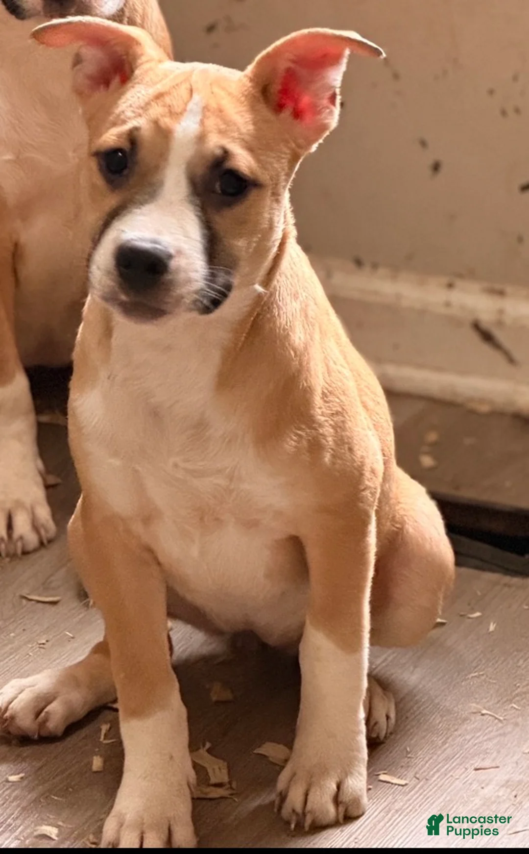 Mixed Breed dogs for sale: Cookie - Ad 2