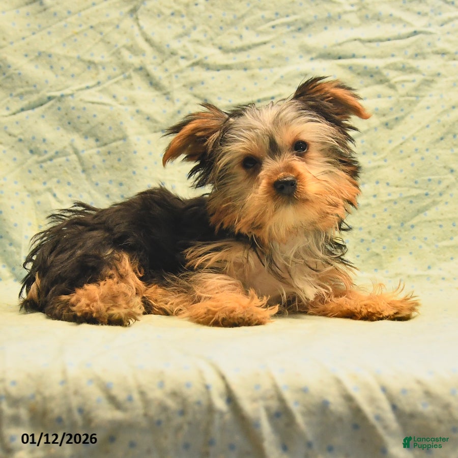 Yorkshire Terrier dogs Duke - Ad 26