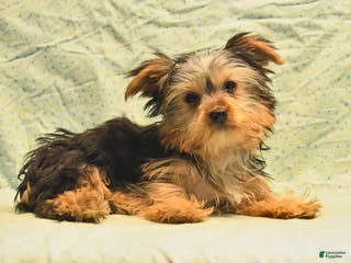 Yorkshire Terrier dogs Duke - Ad 26