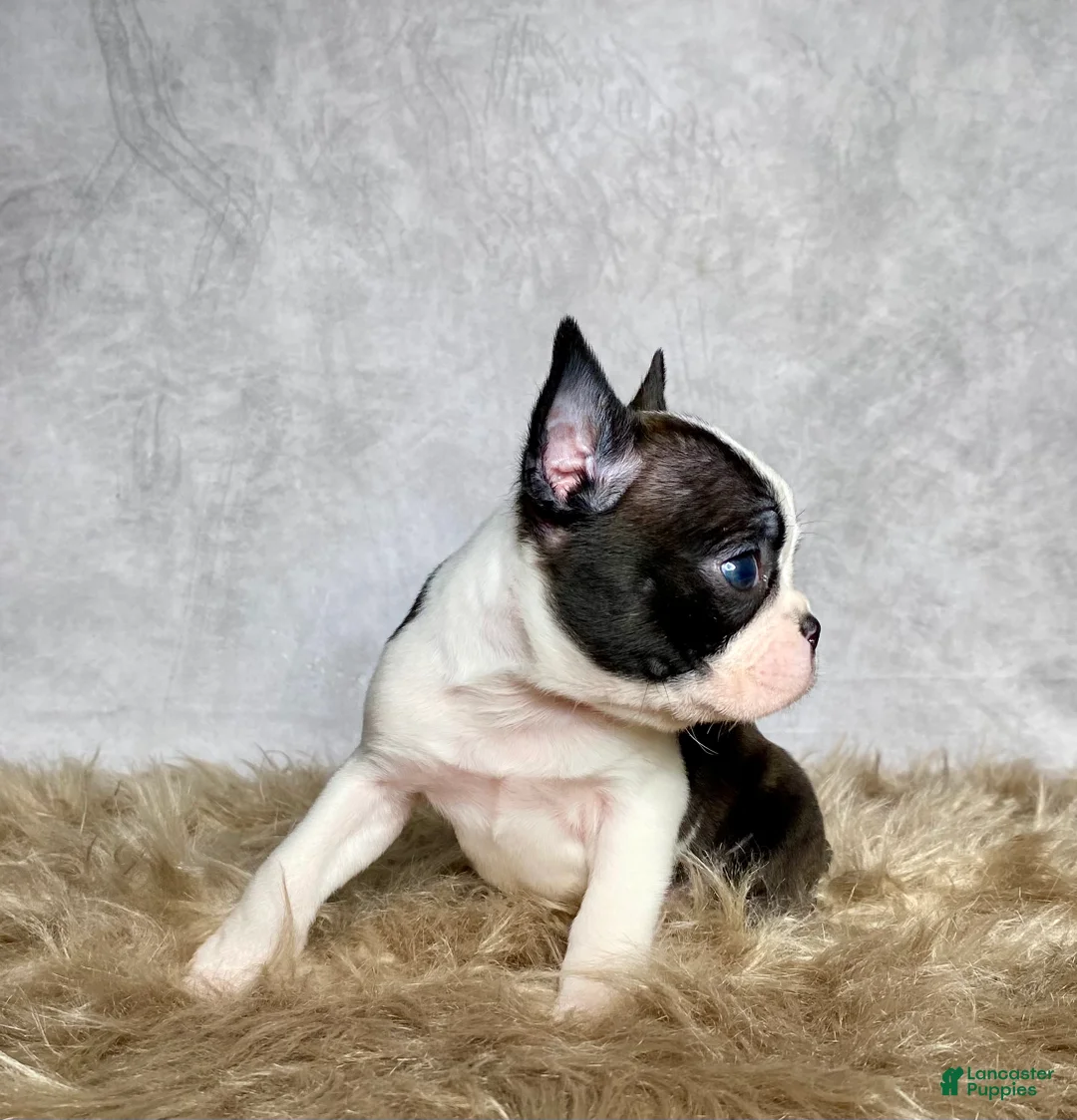 Boston Terrier dogs for sale: Milo  - Ad 7