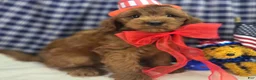 Cockapoo dogs for sale: Milan - Ad 25
