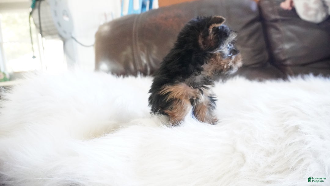 Yorkshire Terrier dogs for sale: Yorkshire Terrier Puppy 1 - Ad 6