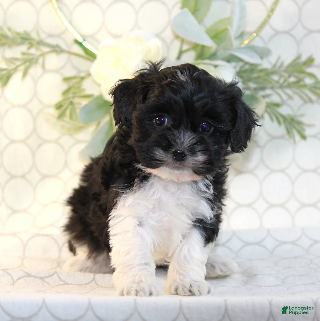 Shihpoo dogs for sale: Ally - Ad 1