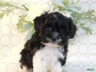 Shihpoo dogs for sale: Ally - Ad 2