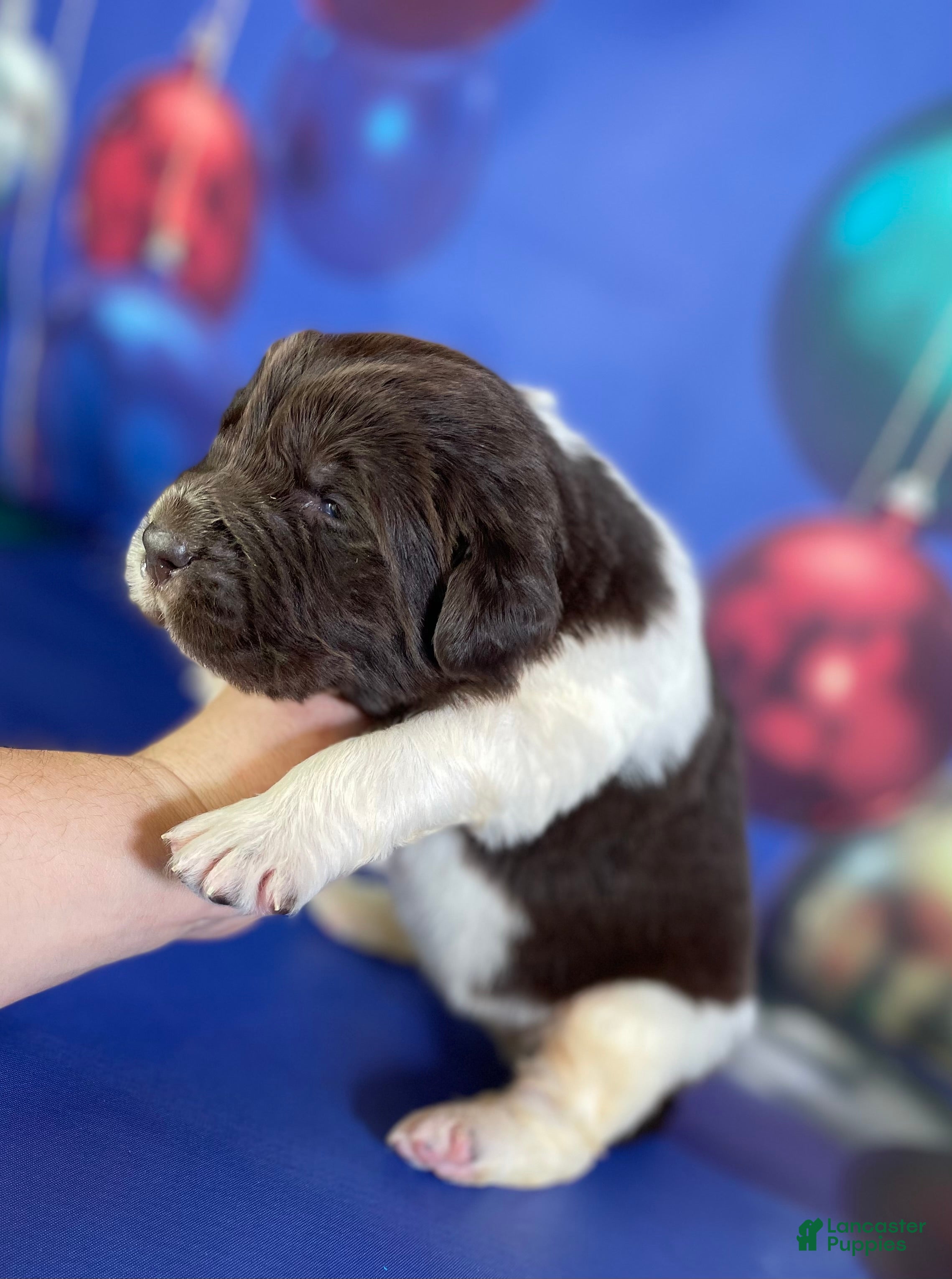 Mixed Breed dogs Stephanie OFA DNA - Ad 30