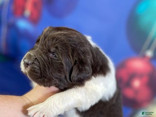 Mixed Breed dogs Stephanie OFA DNA - Ad 1