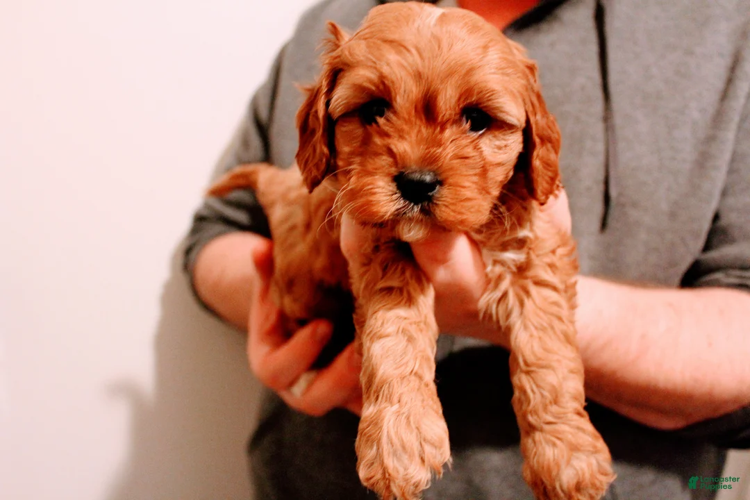 Cavalier King Charles Spaniel dogs for sale: Oliver - Ad 1