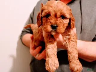 Cavalier King Charles Spaniel dogs Oliver - Ad 5