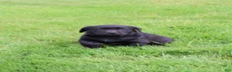 Labrador Retriever dogs for sale: Cedar - Ad 3