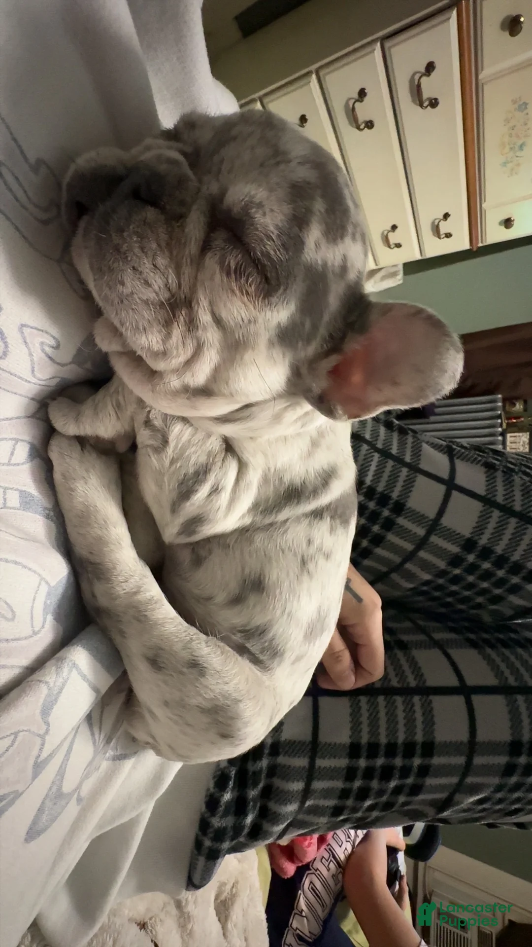 French Bulldog dogs for sale: French Bulldog - Ad 4