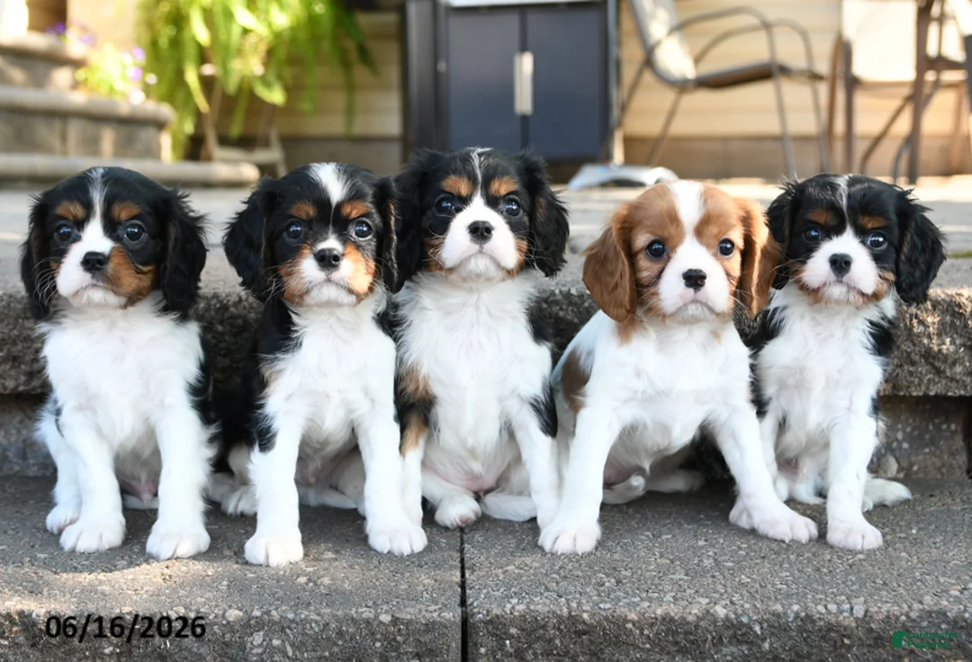 Cavalier King Charles Spaniel dogs for sale: Bennet - Ad 5