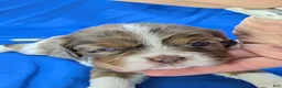 Cavalier King Charles Spaniel dogs for sale: Chocolate tri merle light - Ad 4